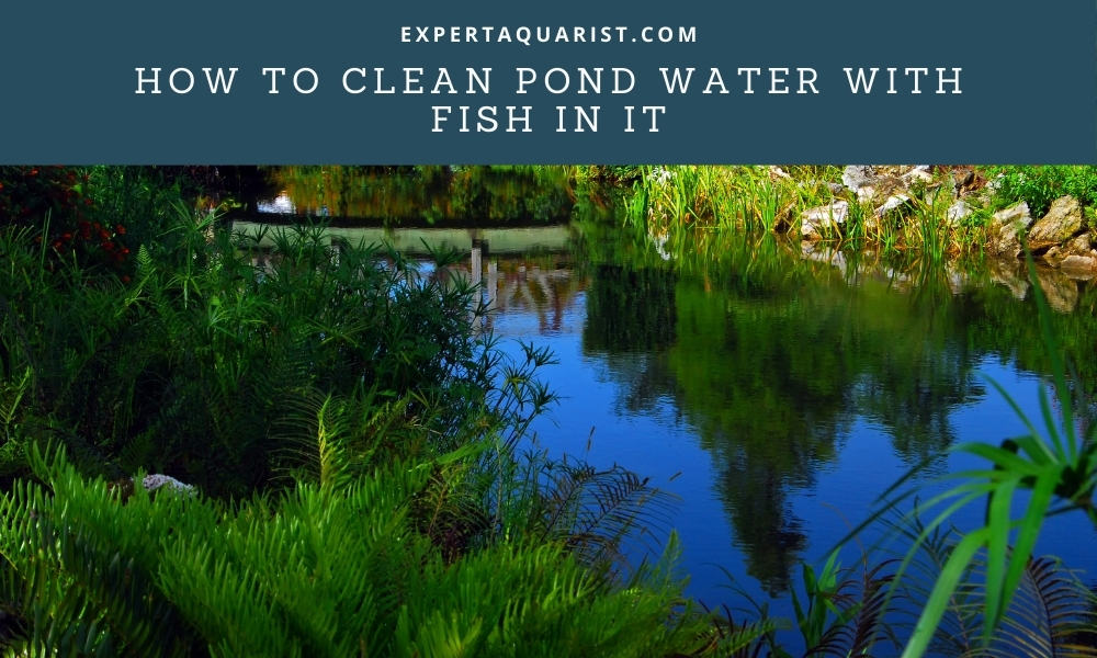 How To Clean Pond Water With Fish In It