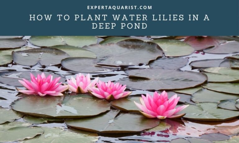How to plant Water lilies in a deep pond