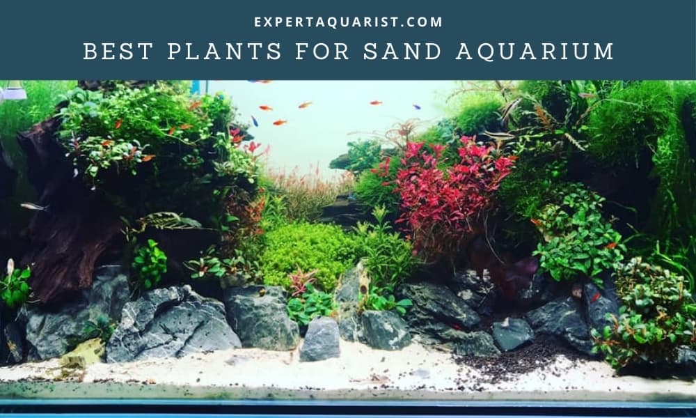best plants for sand aquarium