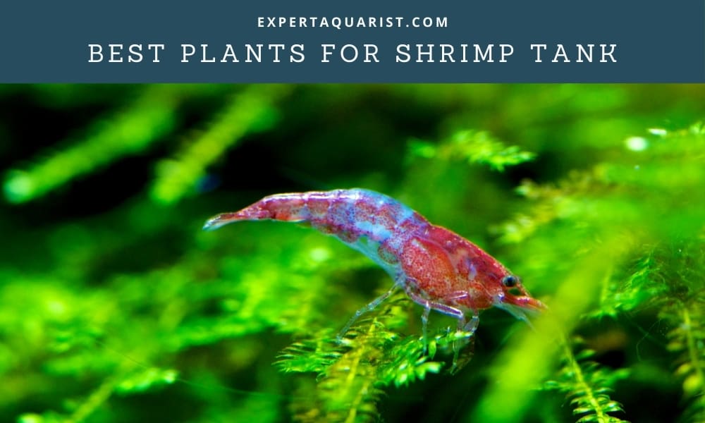 Best Plants for Shrimp Tank
