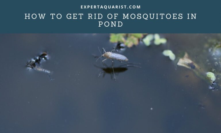 How to get rid of mosquitoes in pond