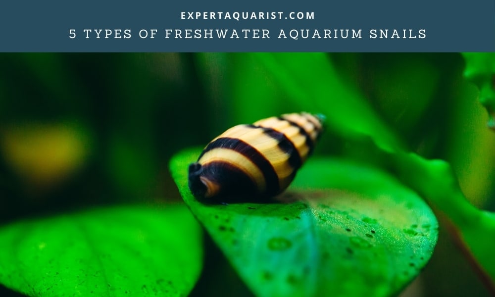 Types of Freshwater Aquarium Snails
