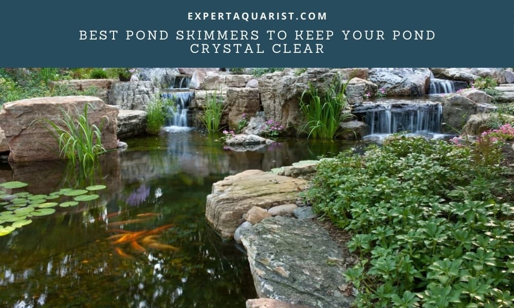 Best Pond Skimmers To Keep Your Pond Crystal Clear