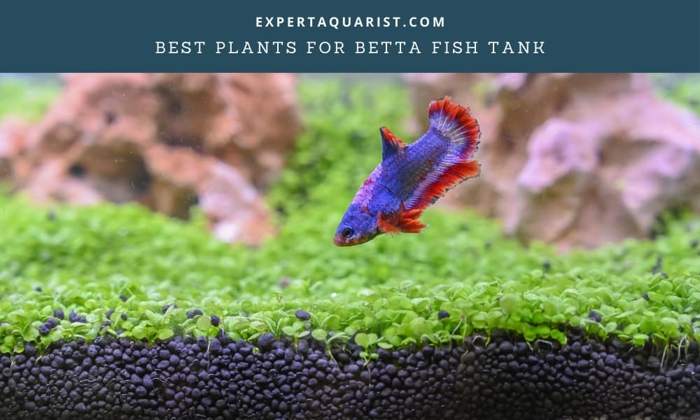 Best Plants For Betta Fish Tank