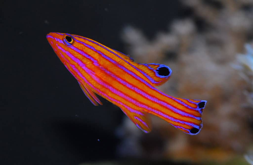 Best Clownfish Tank Mates: Fish & Animals You Can Keep With Clownfish