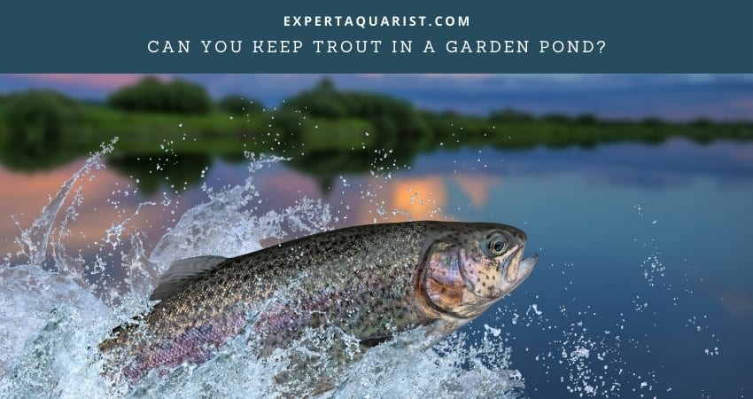 Can You Keep Trout In A Garden Pond