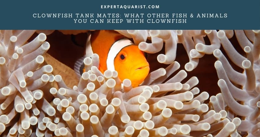 Clownfish Tank Mates