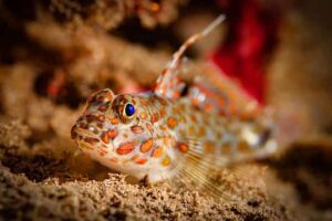 Goby fish