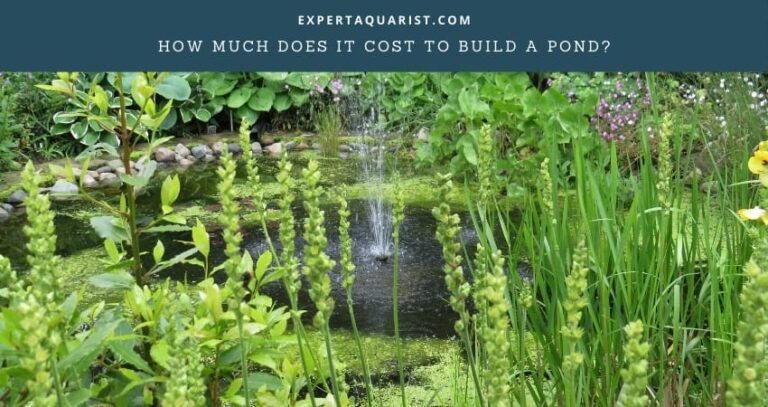 How Much Does It Cost To Build A Pond? [Different Types of Ponds & Their Cost]