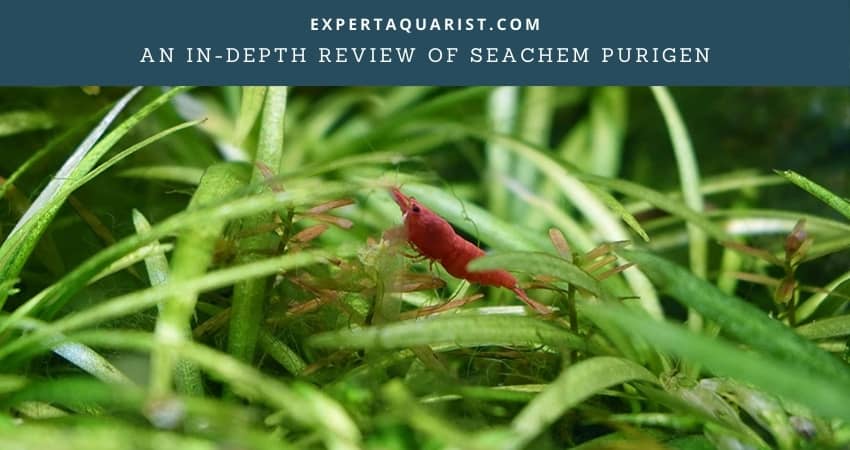 Seachem Purigen Review