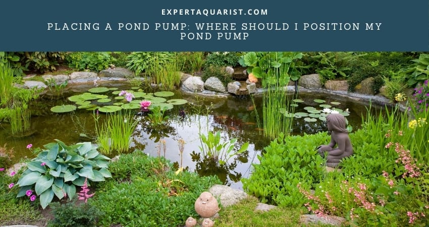Where Should I Position My Pond Pump