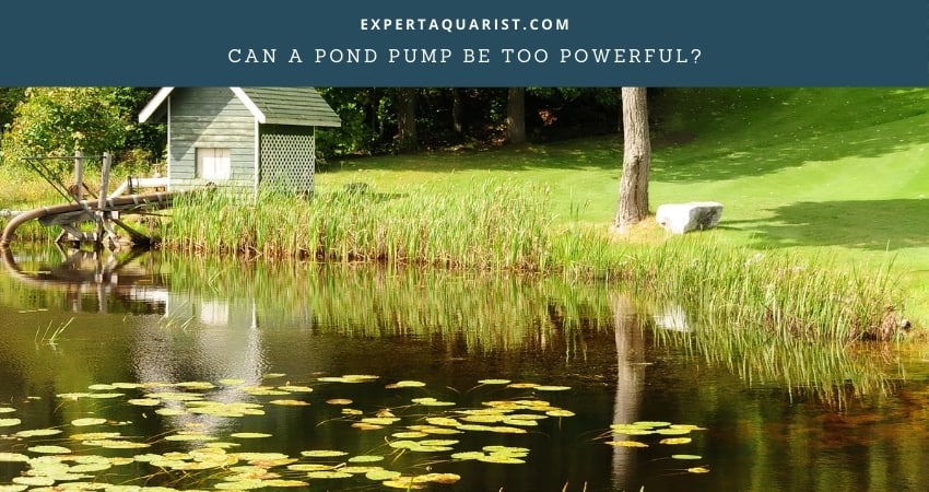 Can A Pond Pump Be Too Powerful