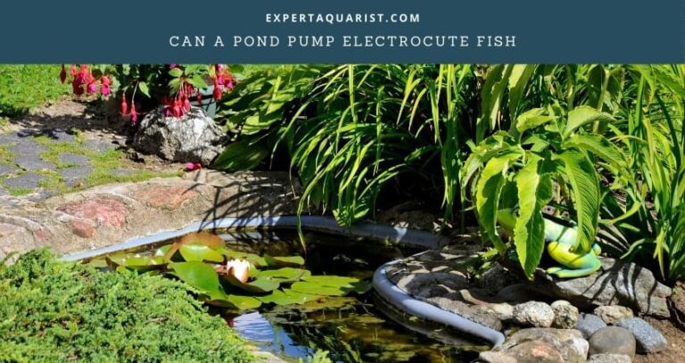 Can a Pond Pump Electrocute Fish?
