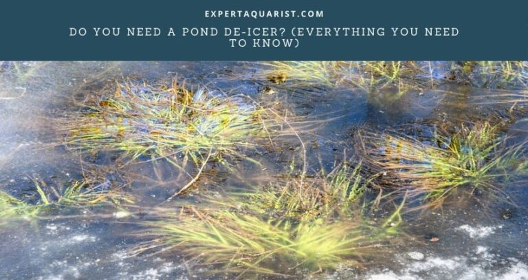 Do You Need A Pond De-Icer? (Everything You Need To Know)