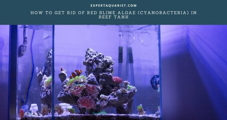 How To Get Rid Of Red Slime Algae (Cyanobacteria) In Reef Tank