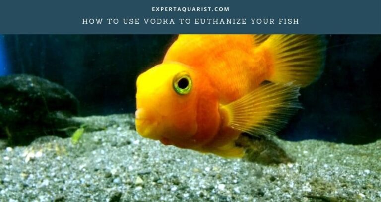 How To Use Vodka To Euthanize Your Fish