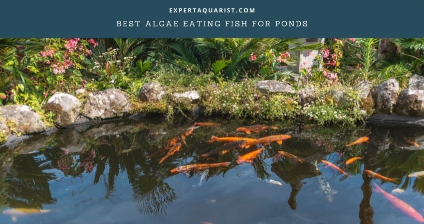 Best Algae Eating Fish for Ponds