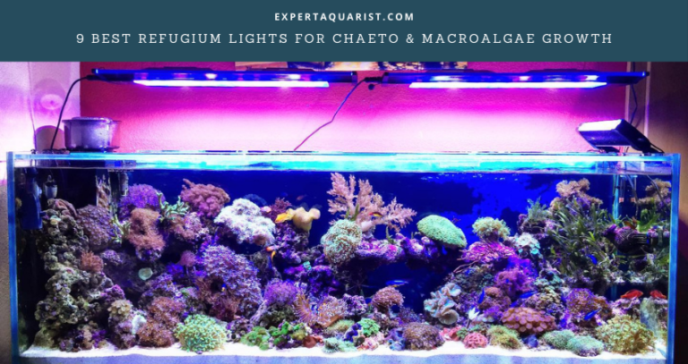 9 Best Refugium Lights For Chaeto & Macroalgae Growth