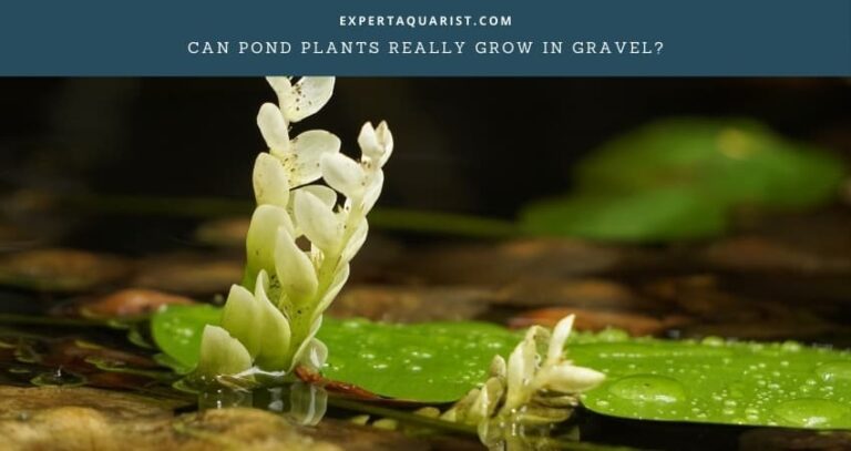 Can Pond Plants Really Grow In Gravel?: [A Hydroponic Approach]