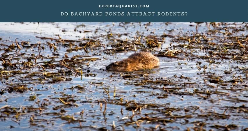 Do Backyard Ponds Attract Rodents
