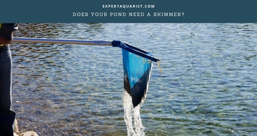 Does Your Pond Need A Skimmer