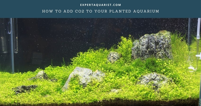 How To Add CO2 To Your Planted Aquarium