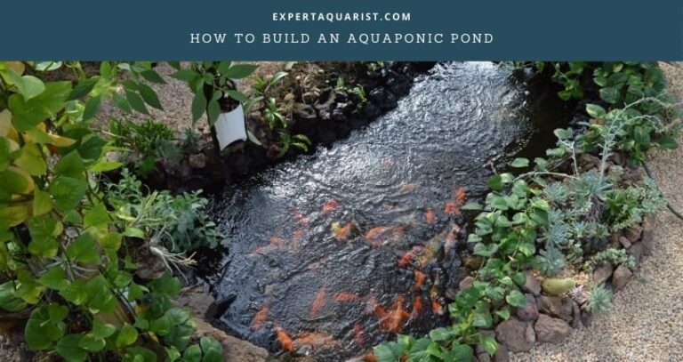 How To Build An Aquaponic Pond