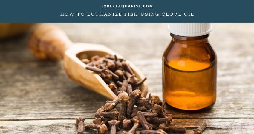 How To Euthanize Fish Using Clove Oil