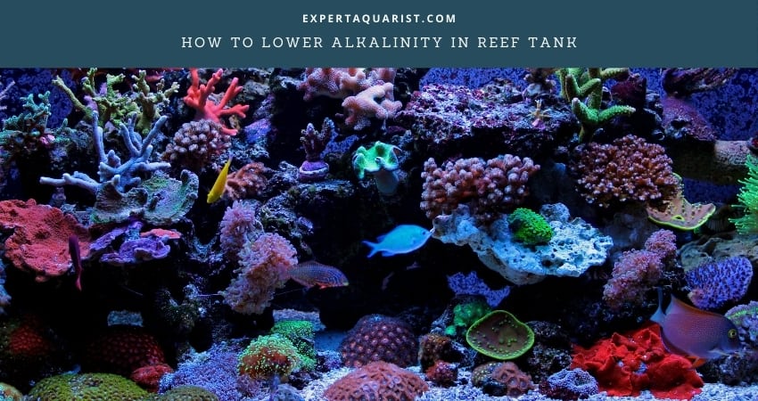 How To Lower Alkalinity In Reef Tank