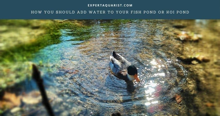 How You Should Add Water To Your Fish Pond Or Koi Pond