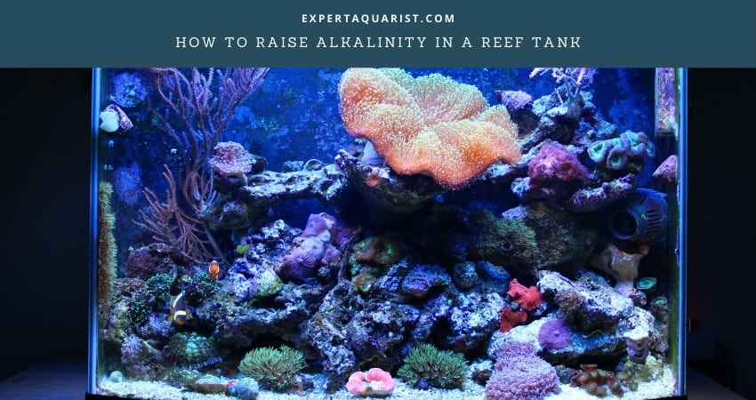 How to Raise Alkalinity in a Reef Tank