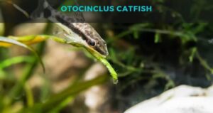 Otocinclus Catfish