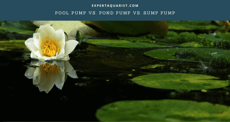 Difference between Pool Pump, Pond Pump, and Sump Pump