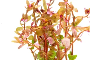 Red Rotala