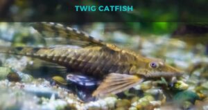 Twig catfish
