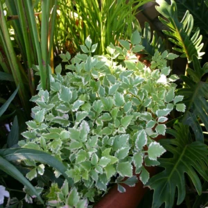 Variegated Water Celery