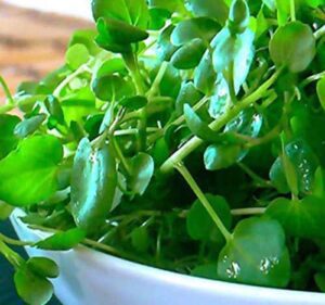 Watercress