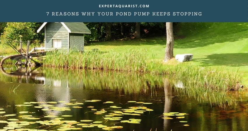 Why Your Pond Pump Keeps Stopping