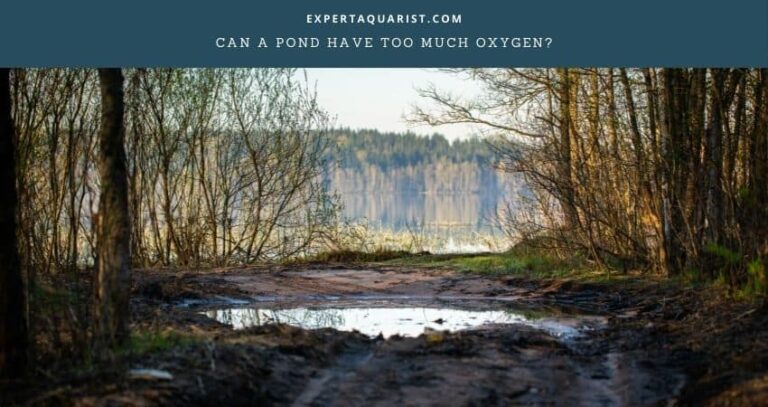 Can A Pond Have Too Much Oxygen