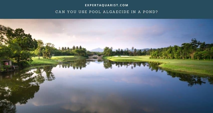 Can You Use Pool Algaecide In A Pond