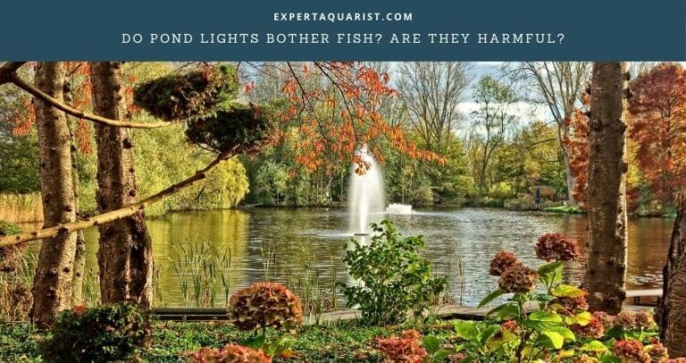Do Pond Lights Bother Fish? Are They Harmful?
