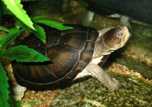African Side-necked Turtle