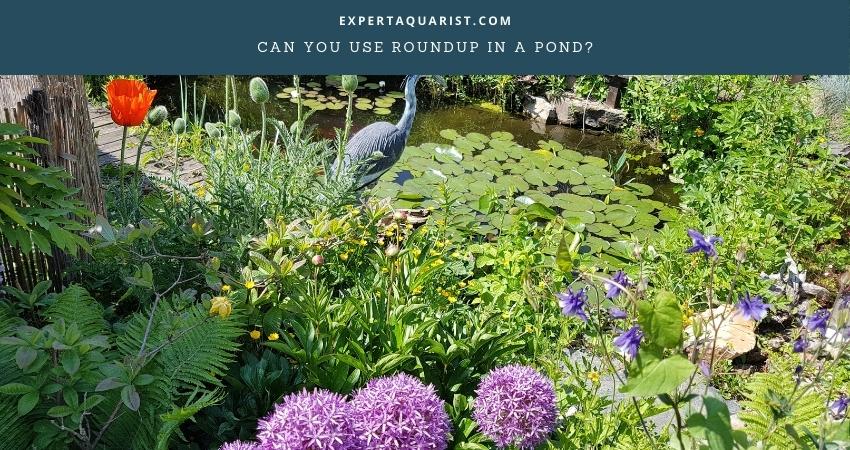 Can You Use Roundup In A Pond