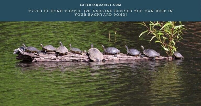 Types of Pond Turtle: [20 Amazing Species You Can Keep In Your Backyard Pond]