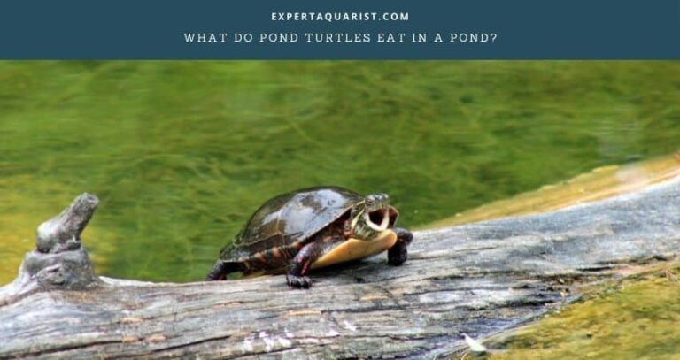 What Do Pond Turtles Eat In A Pond