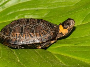 bog turtles