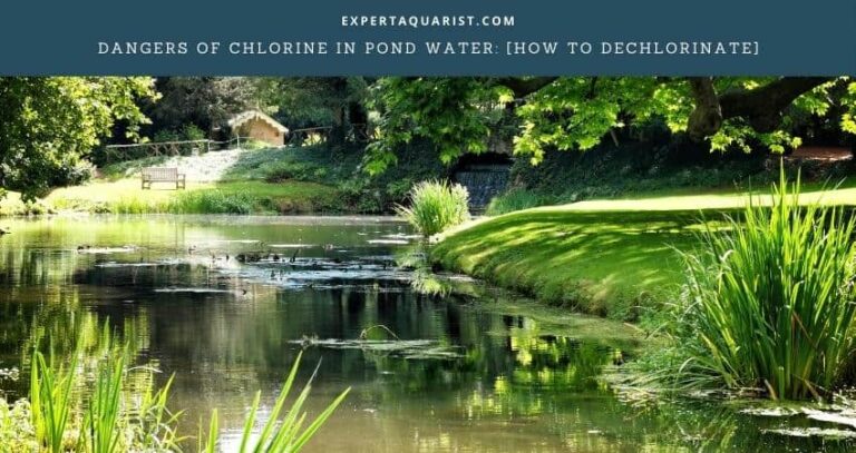 Dangers Of Chlorine In Pond Water: [How To dechlorinate]