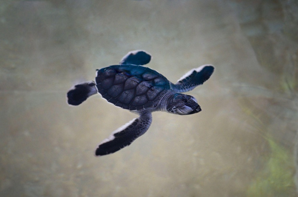 baby turtle in sea