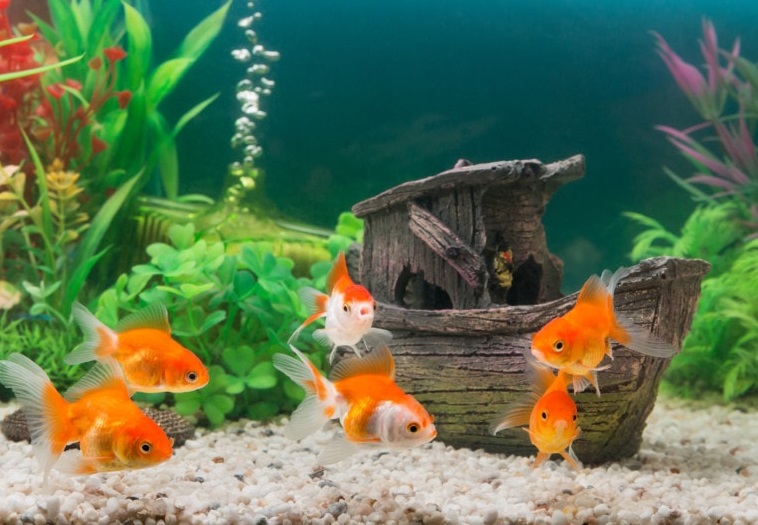 goldfish in water tank