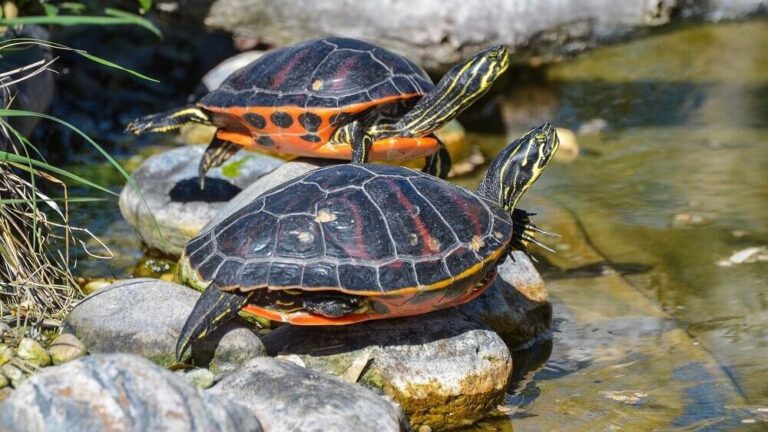 small turtles in pond